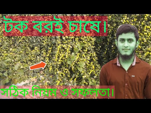 ভিডিও: বরই মৌসুম