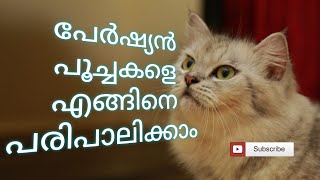 അടിപൊളി പേർഷ്യൻ പൂച്ചകൾക്കായൊരു വീട്  I  How we can take care persian cat in home by Nisar Vlogs 202 views 3 years ago 3 minutes, 32 seconds