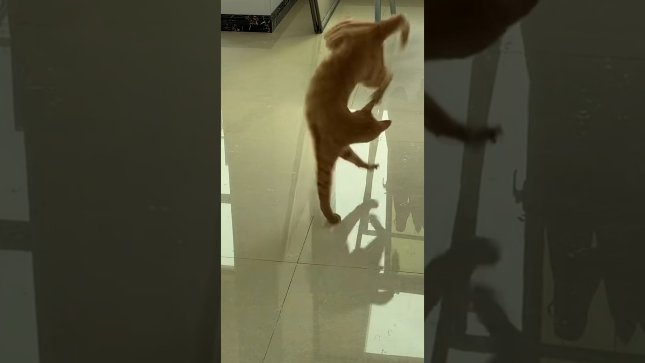 Orange Cat Jumps in Circles While Chasing Its Own Tail