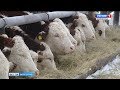 В Волгоградской области сформирована стратегия развития мясного животноводства