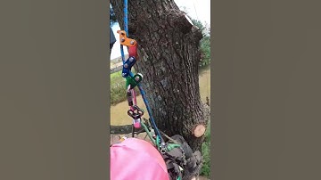 Rigging it round. Sam Lane and co with the smooth rigs. #rigging #treework #arborist #chainsaw