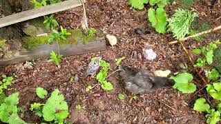 New hatchling chicken update - thug life chicks