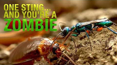 Beautiful Wasp zombifies cockroach TNG