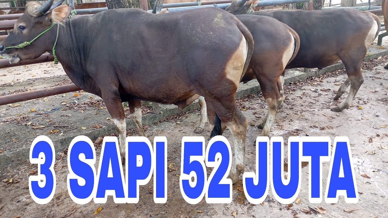 Sapi Price 3 SAPI JANTAN HARGA BERFARIASI DI PASAR HEWAN PELAIHARI - YouTube