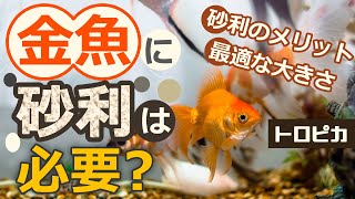 金魚に砂利は必要 砂利を敷くメリット おすすめの砂利3選 Youtube