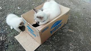 Siamese kittens and his sister playing in a box by Siam Cat Fam 24 views 2 years ago 5 minutes, 22 seconds