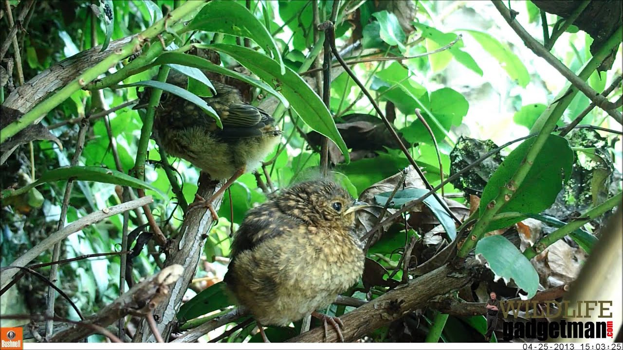 camera iphone 8 plus apk RobinCam 2013 Fledglings on Bushnell NatureView HD MAX