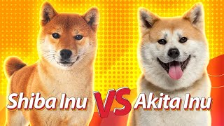 SHIBA INU vs AKITA INU | Duelo de raças Baw Waw