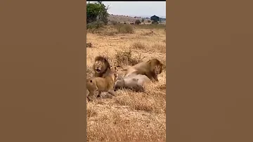 Africa Wild Animals And Wild Animals Things Malamala Safari Moments Animals2021 Wildanimals Lion 
