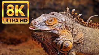 EXCLUSIVE WILDLIFE in 8K ULTRA HD