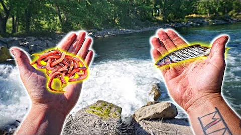 SURPRISING Live Bait SPILLWAY Fishing Challenge!!! (Nightcrawlers Vs. Minnows)