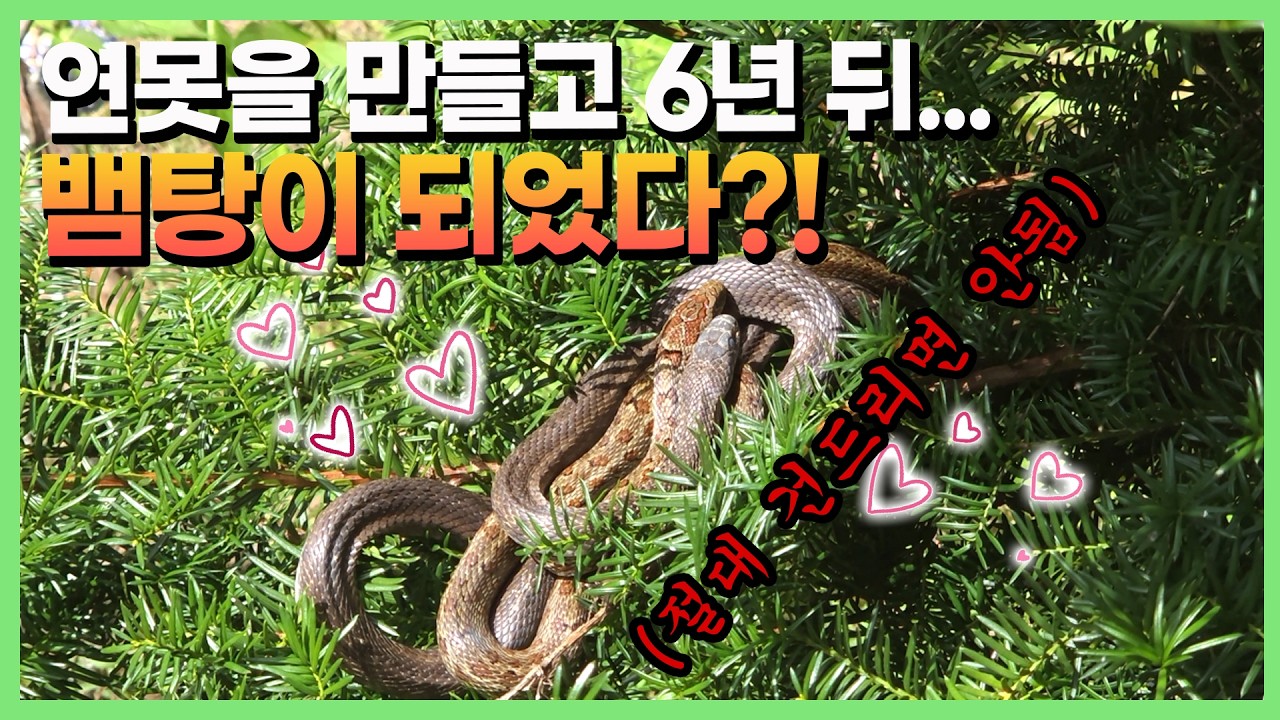 Latest Title & Thumbnail