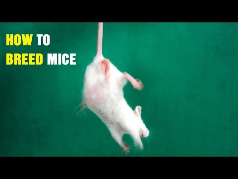 How to Breed Mice