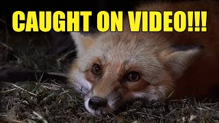 TRAPPING RED FOX ON VIDEO!!! FLAT SET!!!