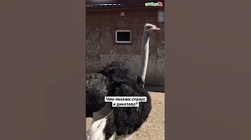Что общего у динозавра и страуса? 😉