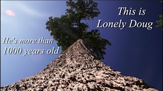 The Worlds BIGGEST Fir Tree | Lonely Doug | Destination Adventure