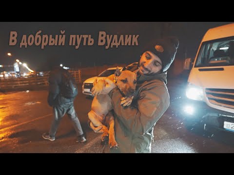 Видео: Щенок Питбуля Вудлик уехал в новый дом ! Отправка щенка в Москву к Тиночке !!!