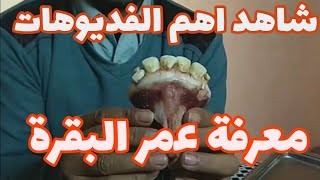 اهم الحلقات| معرفة عمر وسن الحيوان  سواء كان عجل أو بقرة