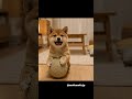 #おともだち #かわいい #柴犬 #犬のいる生活