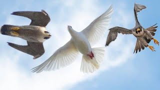Сокол Сапсан напал на голубей.The Falcon Peregrine attacked the pigeons