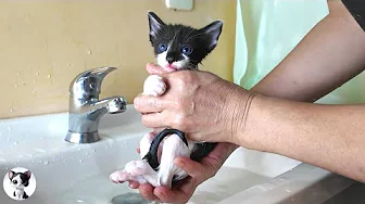 First flea bath for a kitten… and she melted in the water