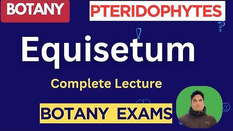 L10 | Equisetum | Pteridophytes | Botany |#BotanyExamPrep #jkpscbotany 