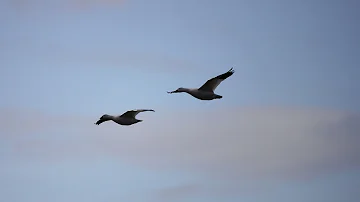 Pourquoi les grues Crient-elles en volant ?