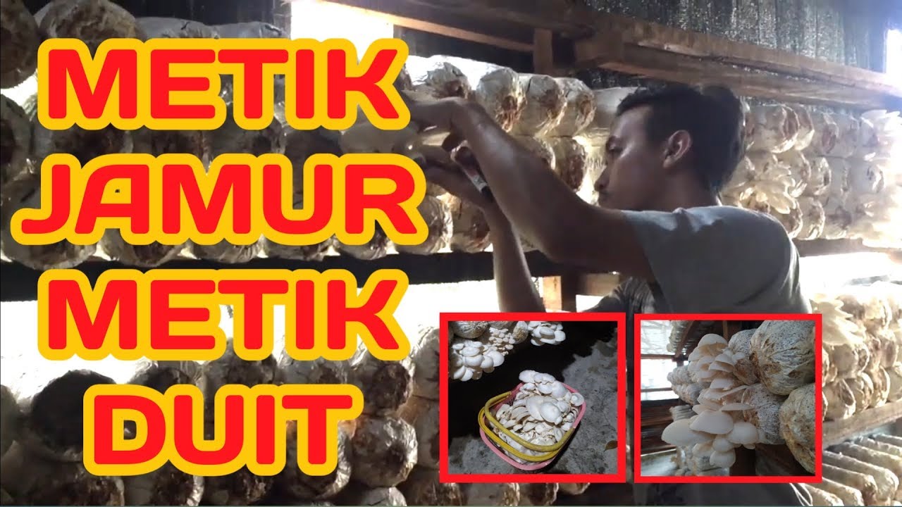 PANEN JAMUR TIRAM PALANGKARAYA)- Part 2 