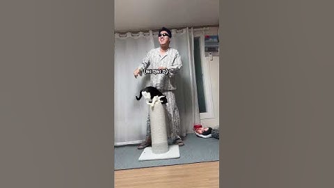 옴브리뉴 추는 고양이