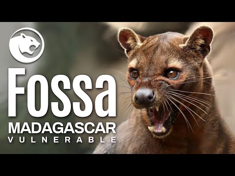 Video: Zvířata z Madagaskaru: jedinečná fauna ostrova