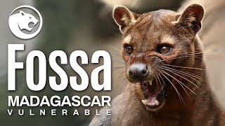 Fossa - Madagascar vulnerable by BENILANDIA 13,240 views 1 year ago 9 minutes, 1 second