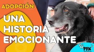 ADOPCIÓN CON FINAL FELIZ | DEJEMOS HUELLA | PETS FAMILY KIDS