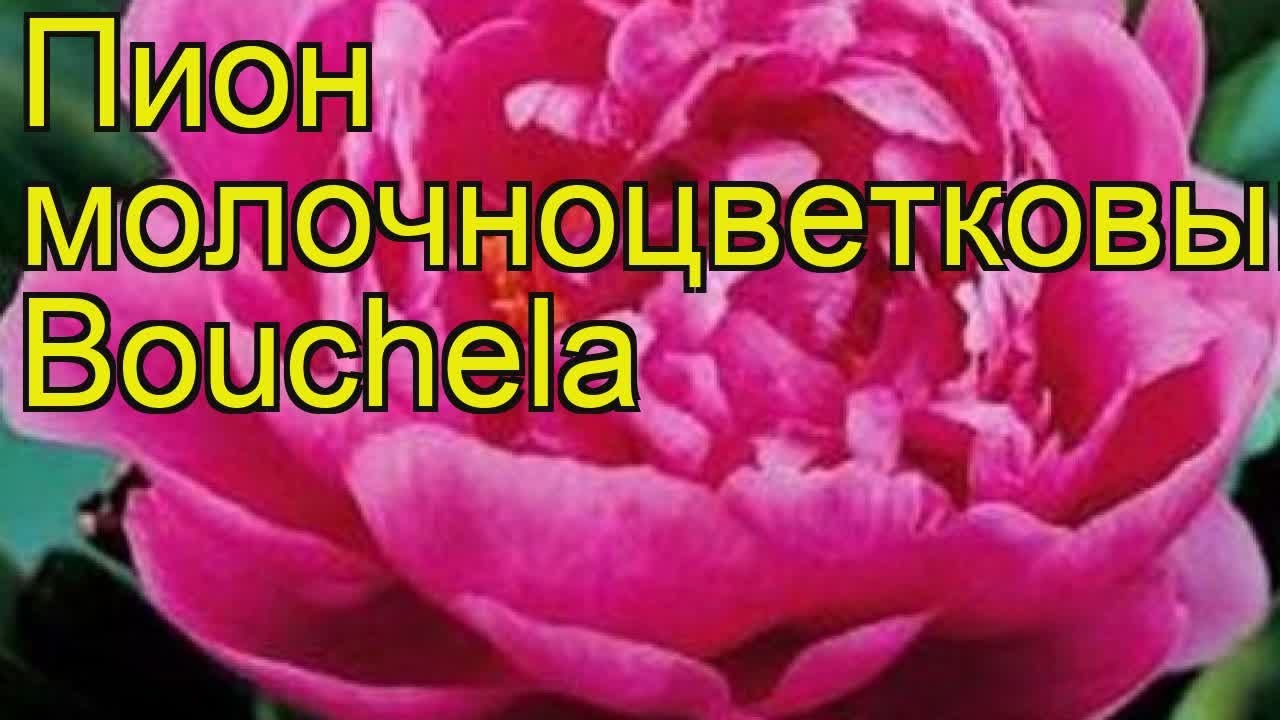 Пион молочноцветковый Бушела. Краткий обзор, описание характеристик paeonia lactiflora Bouchela