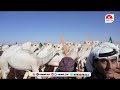 مسيرة  ( شوط الرؤية - وضح ) للمالك / سعد بن جلبان الشهراني في مهرجان الملك عبدالعزيز للإبل 10