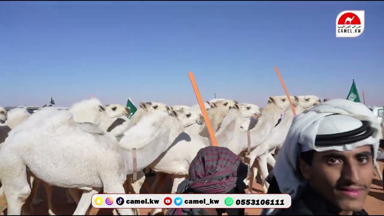 مسيرة  ( شوط الرؤية - وضح ) للمالك / سعد بن جلبان الشهراني في مهرجان الملك عبدالعزيز للإبل 10
