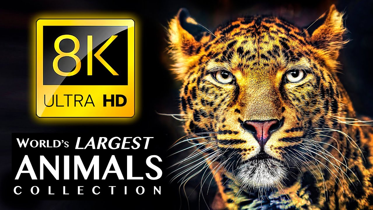 World's Largest Animals Collection 8K ULTRA HD