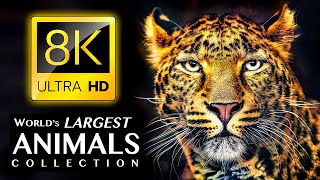 Самая Большая В Мире Коллекция Животных 8K Ultra Hd