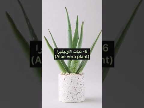 لكل من يريدون اضافه اجمل الاشجار ونبتات في غرف النوم