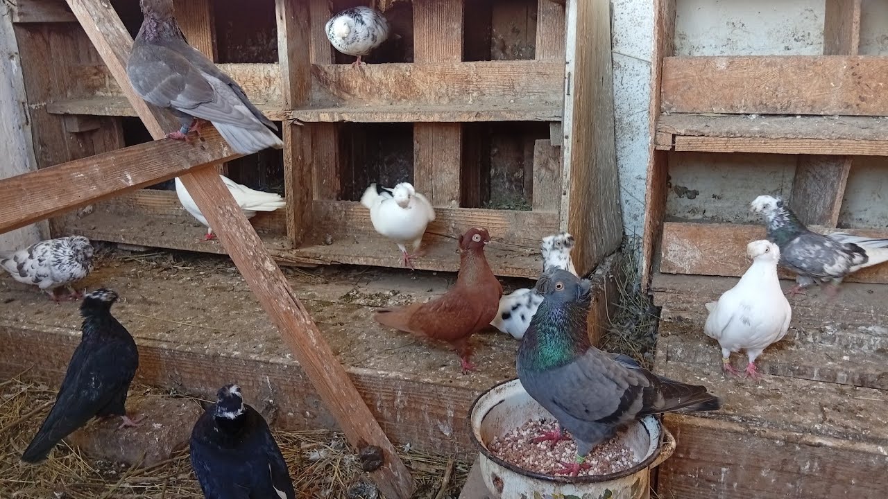 Mai röpke kis videó az Erdélyi duplakontyos bukó csapatomról takarítás után :)