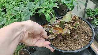 видео: БЕГОНИИ . Как НАРАСТИТЬ пышный куст. Прищипка. Лучший ГРУНТ для бегоний. Схема ПОДКОРМОК картинка: БЕГОНИИ . Как НАРАСТИТЬ пышный куст. Прищипка. Лучший ГРУНТ для бегоний. Схема ПОДКОРМОК