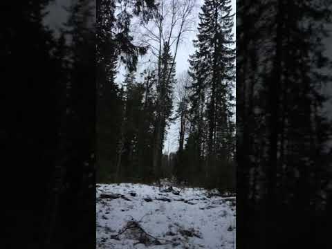 Шведская лосиная лайка (ямтхунд) по глухарю