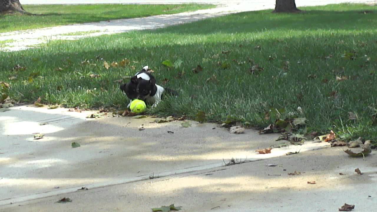 Ratitatt Brad and Johnny 7 Weeks