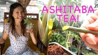 Ashitaba VS Gynura Procumbens (Tasting Ashitaba AKA Tomorrow Leaf)