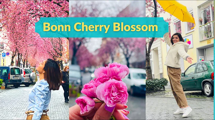 Bonn Germany | Best Place For Cherry Blossoms | BT...