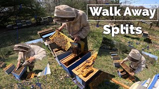 Splitting Bee Hive 'Stan': Walk Away Splits