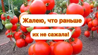 ЖАЛЕЮ, что раньше их не сажала! Этот СОРТ томатов вы будете собирать ВЕДРАМИ!