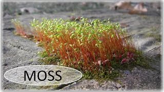 Beautiful  Moss (Bryophyta) Video