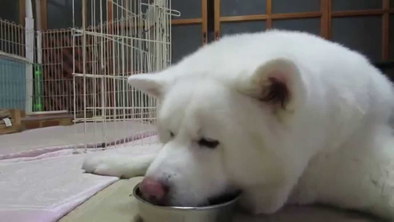 秋田犬げんき 飼い主にいたずらを仕掛けられる Akita Dog Youtube