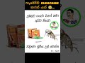 උබලට ගංජා වගේ තමයි අපිට නින්ජා 😂#funny #memes #sinhala #viral #shortsviral #comedy #sinhalamemes