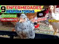 ▶ 9 Enfermedades Respiratorias de 🐤🐔🐓 que debes EVITAR❗ | Síntomas, Prevención y Tratamiento 🐥